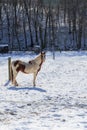 Vertical closeup of an American paint horse on the sunlit snowy valley, deciduous trees background