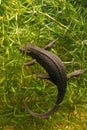 Vertical closeup of an aquatic, female Japanese firebelied newt, Cynops pyrrhogaster Royalty Free Stock Photo