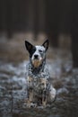 Vertical closeup of a Australian Cattle dog sitting on the snow covered ground in the forest Royalty Free Stock Photo