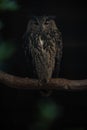 Vertical closeup of a beautiful European Eagle owl sitting on a branch against a dark background Royalty Free Stock Photo