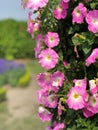 Vertical closeup of beautiful pink hanging petunia. Taichung Park, Taiwan.