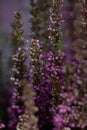 Vertical closeup of beautiful purple common heather flowers, Calluna vulgaris Royalty Free Stock Photo