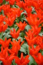 Vertical closeup of beautiful red tulips in the garden. Royalty Free Stock Photo