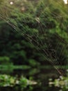 Vertical closeup of a beautiful spiderweb in Afterglow on a blurred background