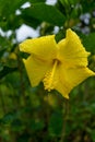 Vertical closeup of a beautiful yellow Hibiscus flower on a tree with green leaves Royalty Free Stock Photo