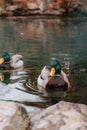 Vertical closeup of a beautiful young mallard duck with a green head swimming in a lake Royalty Free Stock Photo