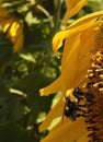 Vertical closeup of a bee pollinating a yellow sunflower in a green garden Royalty Free Stock Photo