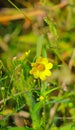 Vertical closeup of Bidens cernua, nodding bur-marigold.