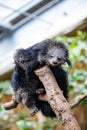 Vertical closeup of a black Binturong sitting on a tree stump in a zoo Royalty Free Stock Photo