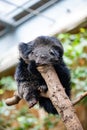 Vertical closeup of a black Binturong sitting on a tree stump in a zoo Royalty Free Stock Photo