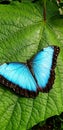 Vertical closeup of a black and blue butterfly (Morpho deidamia) on a large green leaf