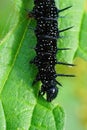 Vertical closeup of a black caterpillar of Inachis io, the Peacock butterfly Royalty Free Stock Photo