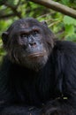 Vertical closeup of a black Chimpanzee in Gombe Stream National Park