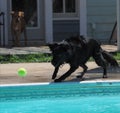 Vertical closeup of a black dog on a poolside chasing a tennis ball.