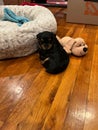 Vertical closeup of a black Yorkipoo puppy taking a nap with its toy at home