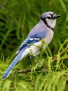 Vertical closeup of a bluejay, Cyanocitta cristata perched on a tree with green leaves, side profile