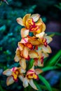 Vertical closeup of a Boat orchid with leaves blurred background Royalty Free Stock Photo