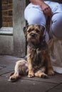 Vertical closeup of a Border Terrier in the streets of London