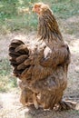 Vertical closeup of a Brahma chicken walking in a garden captured from behind