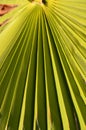Vertical closeup of bright green palm leaf pattern. Royalty Free Stock Photo