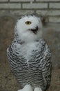Closeup on a bright white captive European snowy owl, Bubo scandiacus Royalty Free Stock Photo