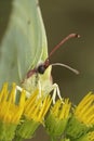 Vertical closeup on a Brimstone butterfly, Gonepteryx rhamni sitting with closed wings on a yellow ragwort flower Royalty Free Stock Photo