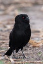 Vertical closeup of a Bronzed cowbird on the ground in a forest