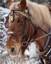 Vertical closeup of a brown bridled horse.