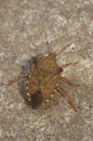 Vertical closeup on a the brown Dock leaf bug, Arma custos, sitting on a stone