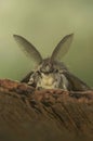 Vertical closeup on a brown Gypsy moth, Lymantria dispar with it's remarkeable bat-like antenna