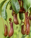 Vertical closeup of brown Nepenthes ventrata hybrid plant with green leaves