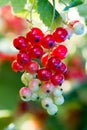 Vertical closeup of a bunch of ripening red currants on a bush