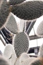 Vertical closeup of Bunny ears cactus, Opuntia microdasys Royalty Free Stock Photo
