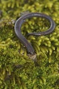Vertical closeup on a California Slender salamander, Batrachopses attenuatus on green moss