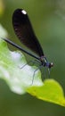 Vertical closeup of Calopteryx japonica, a species of broad-winged damselfly. Royalty Free Stock Photo