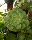 Vertical closeup of Canary aeonium flowering plant