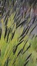 Vertical closeup of cattails blurred background