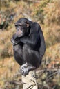 Vertical closeup of a Chimpanzee (Pan troglodytes) sitting on a pillar in a zoo Royalty Free Stock Photo