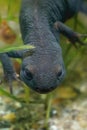 Vertical closeup on the Chinese firebellied newt, Cynops orientalis underwater Royalty Free Stock Photo