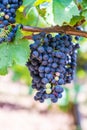 Vertical closeup of a cluster of blue grapes hanging on a branch