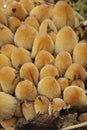 Vertical closeup on a cluster of lightbrown glistening inkcap mushrooms, Coprinus micaceus