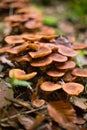 Vertical closeup of a cluster of yellow wood-decay mushrooms growing on an old stump in the forest