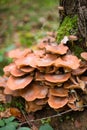 Vertical closeup of a cluster of many yellow wood-decay mushrooms growing on an old stump