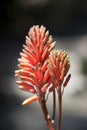 Vertical closeup of the cluster of pink buds of the blooming Aloe vera flower