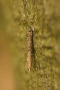 Vertical closeup on a cocoon of the large birch bright micro moth, Taleporia tubulosa