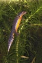 Vertical closeup on a colorful aquatic adult male Alpine net, Ichthyosaura alpestris