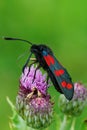 Vertical closeup on the colorful day-flying moth, Zygaena filipendulae