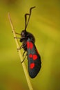 Vertical closeup on the colorful day-flying moth, Zygaena trifolii or five spot burnet