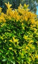 Vertical closeup of colorful Euonymus foliage.