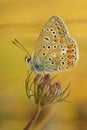 Vertical closeup on a colorful Icarus blue butterfly, Polyommatus icarus in the vegetation with closed wings